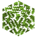Oak Leaves