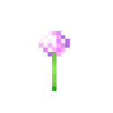 Allium