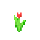 Red Tulip