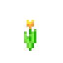 Orange Tulip
