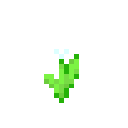 White Tulip