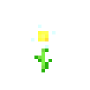 Oxeye Daisy