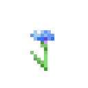 Cornflower