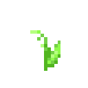 Lily of the Valley