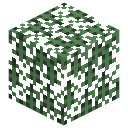 Spruce Leaves