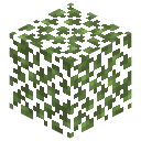Birch Leaves