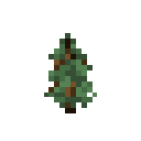 Spruce Sapling