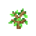 Oak Sapling